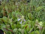 Salvia lyrata  (Seed)